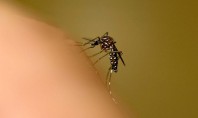Πιθανή αύξηση κρουσμάτων ελονοσίας τον Σεπτέμβριο