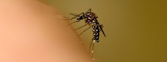 Πιθανή αύξηση κρουσμάτων ελονοσίας τον Σεπτέμβριο