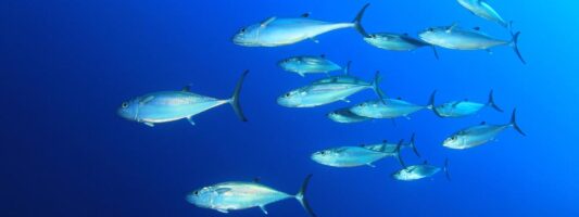 Ασφαλής είναι η κατανάλωση ψαριών από τις ακτές της Θεσσαλίας